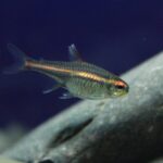 can tetras live with betta fish