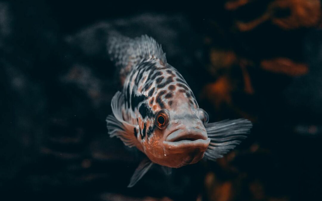 Cichlid Fish Price Guide: How Much Do Cichlids Cost and What Affects the Price?