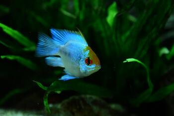 cichlids average cost