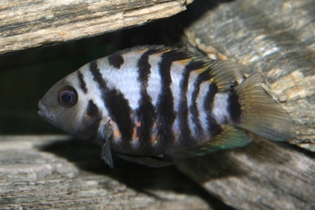 comparison man woman cichlid fishes