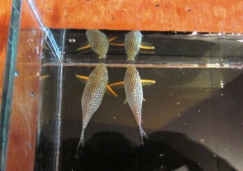 conditioning breeding corydoras fry