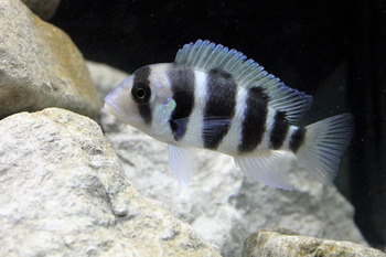 essential type rock tanks cichlid fishes