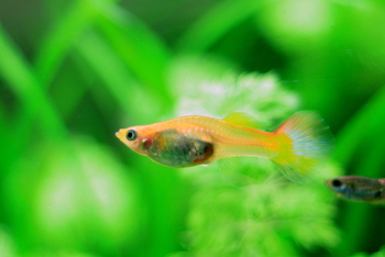 general appearance guppy fishes