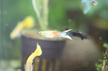 guppies color features