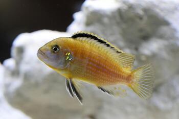 hatching egg from cichlids