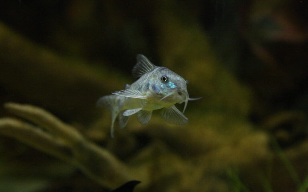 how to breed corydoras