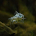 how to breed corydoras