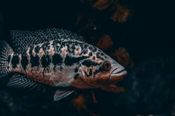 keeping aggressive cichlids