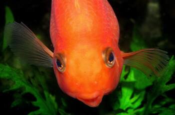 key differences cichlids sexes