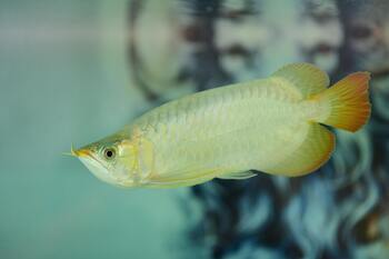 kinds arowana fish