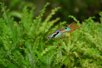origins guppies pet