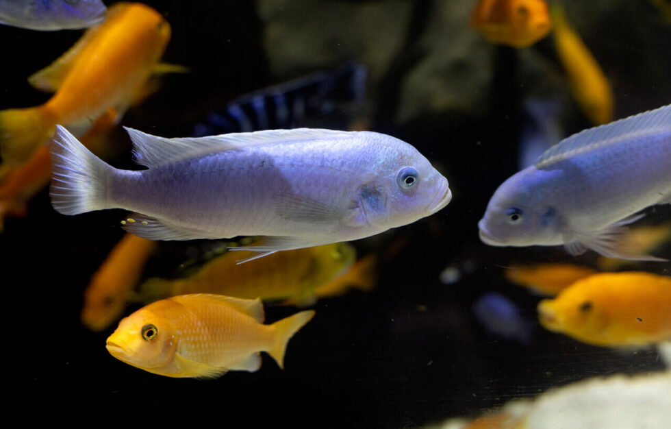Rocks for a Cichlid Tank: Creating the Perfect Natural Home
