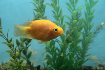 stones aquarium cichlids