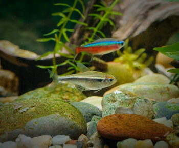 tetra fish types living with bettas