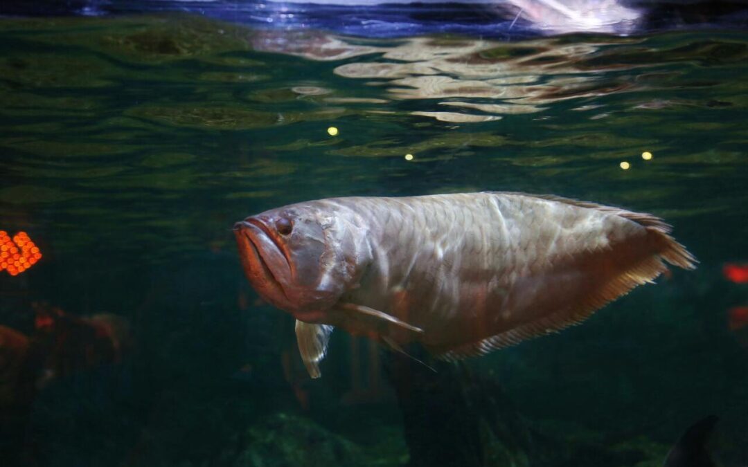 Types of Arowanas: A Complete Guide to These Majestic Dragon Fish