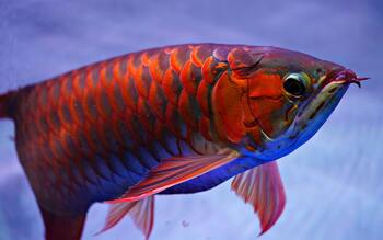 water dragons arowana