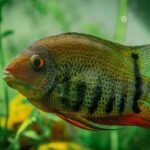 what do cichlid eggs look like