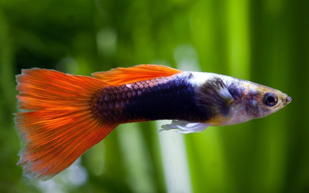 what does a guppy fish look like