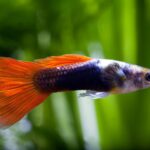 what does a guppy fish look like