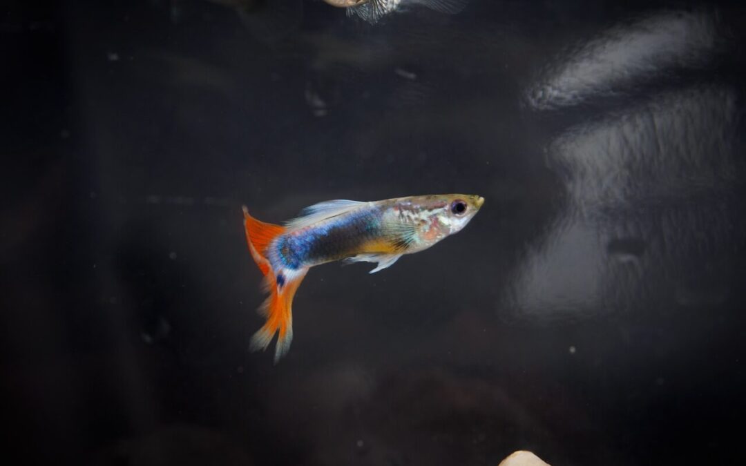 What Is a Guppy Fish? A Beginner-Friendly Guide to One of the World’s Most Popular Aquarium Fish