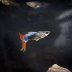 what is a guppy fish