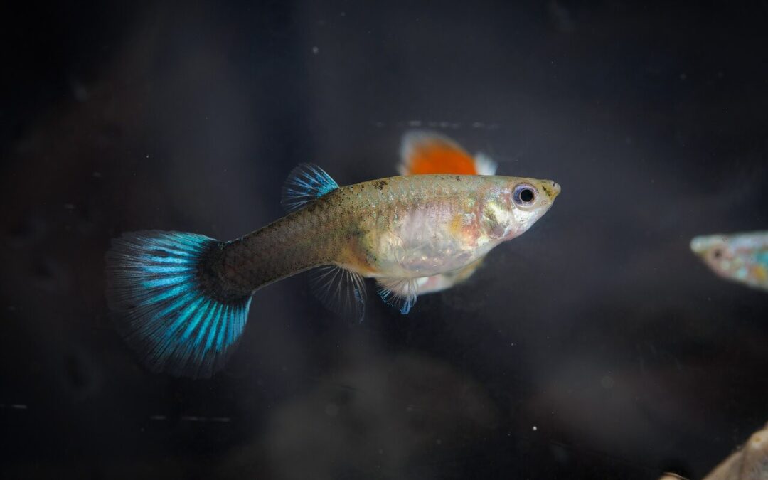 where do guppy fish come from