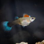 where do guppy fish come from