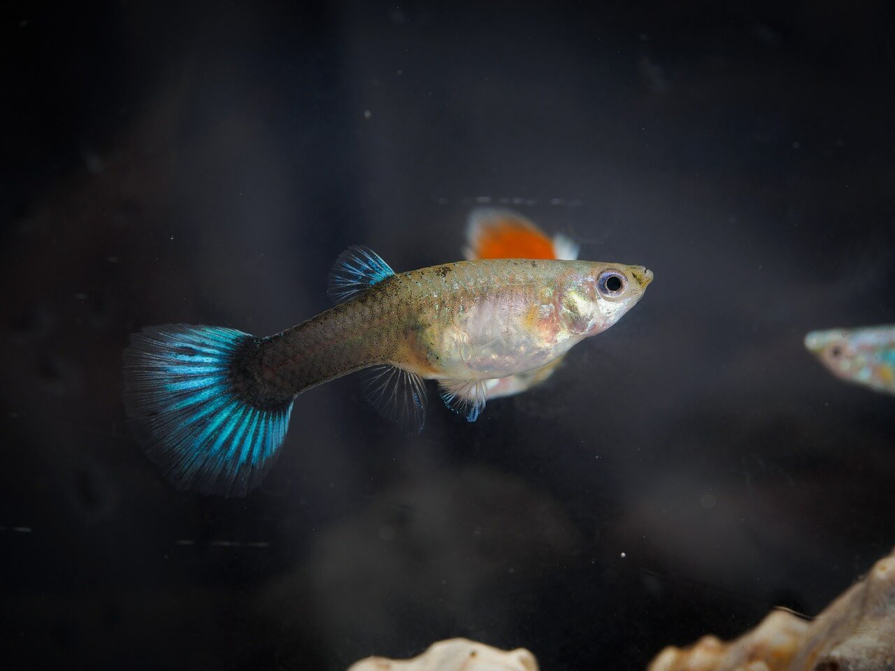 Where Do Guppy Fish Come From? Their Origins Explained