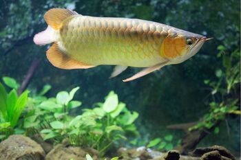 feed schedule arowanas