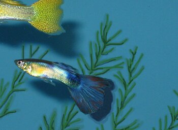 pet fish guppies