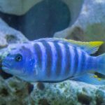 saltwater cichlid