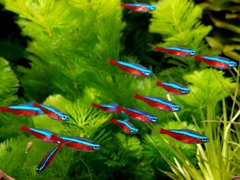 tetra fishes popular