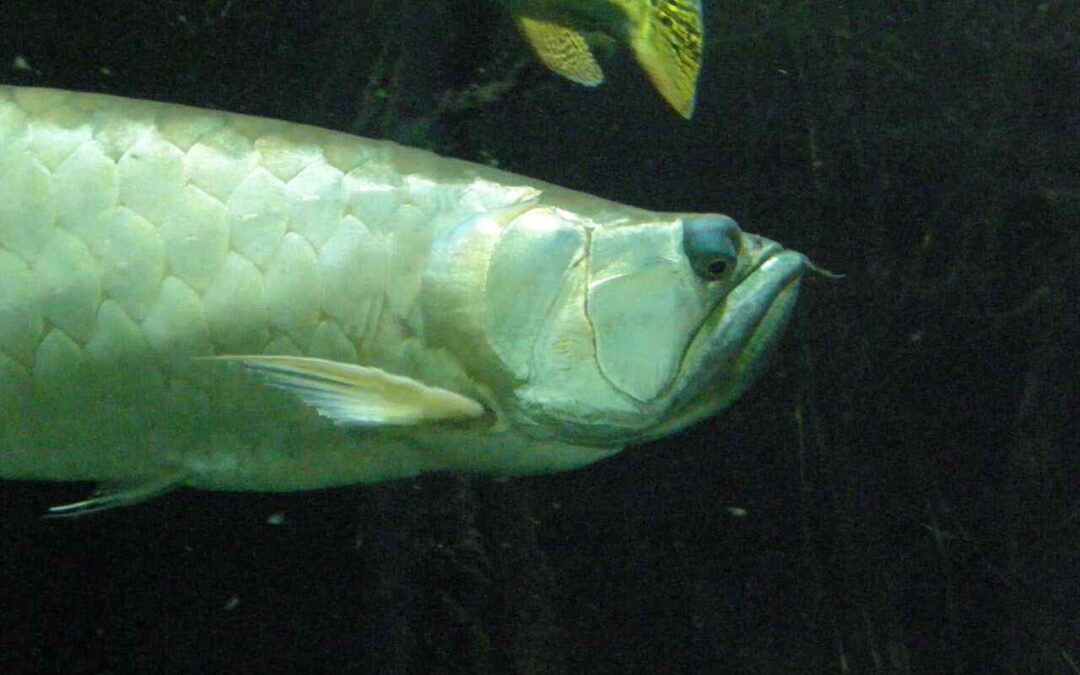What Do Arowanas Eat? A Complete Feeding Guide for Healthy, Powerful Fish