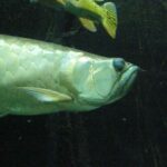 what do arowanas eat