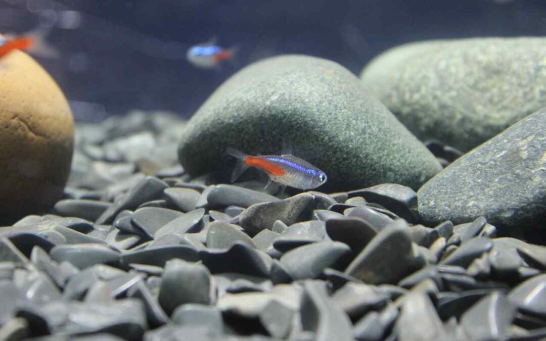 What Is a Tetra Fish? A Complete Beginner’s Guide to These Colorful Aquarium Favorites