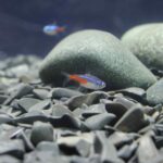 what is a tetra fish