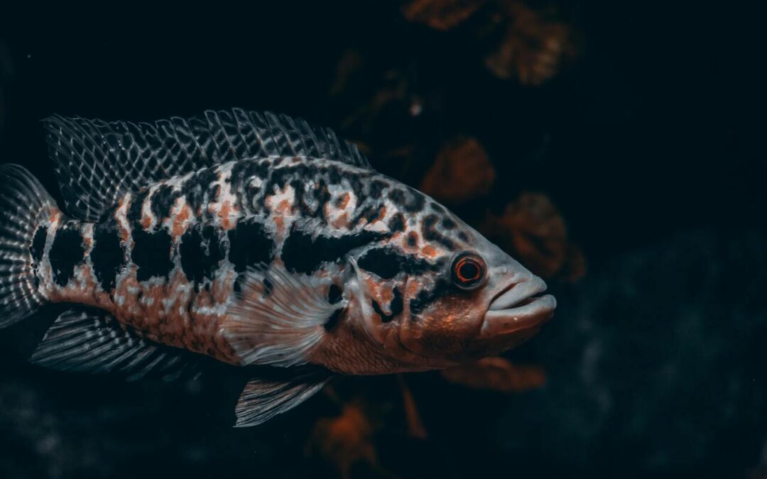 What Is an Oscar Fish? A Complete Guide to This Intelligent Aquarium Giant