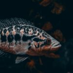 what is an oscar fish