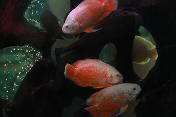 3 oscar fishes swimming freely