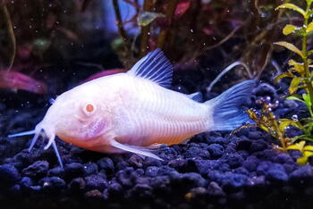 albino corydora aquarium