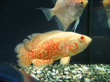 aquarium designs oscars fishes