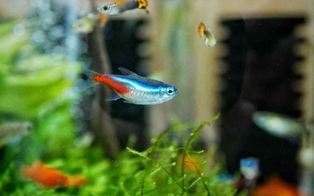 Are Tetra Fish Freshwater? A Complete Beginner-Friendly Guide