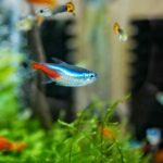 are tetra fish freshwater