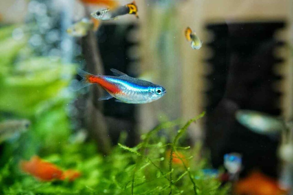 Are Tetra Fish Freshwater? A Full Beginner-Friendly Guide