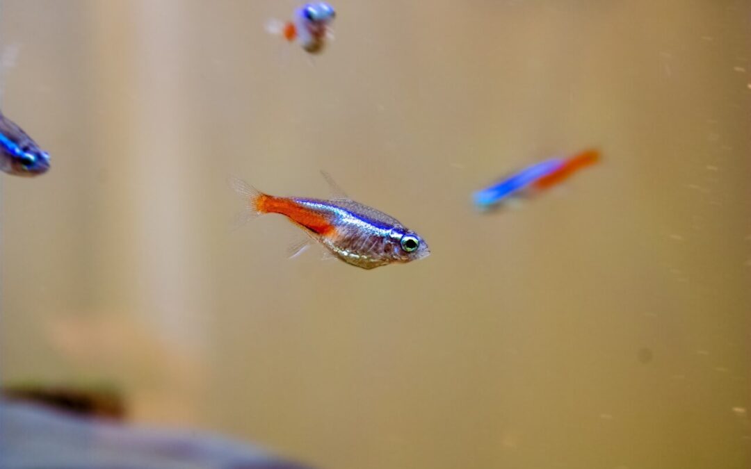 Are Tetras Tropical Fish? A Complete Guide for Aquarium Beginners