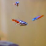 are tetras tropical fish