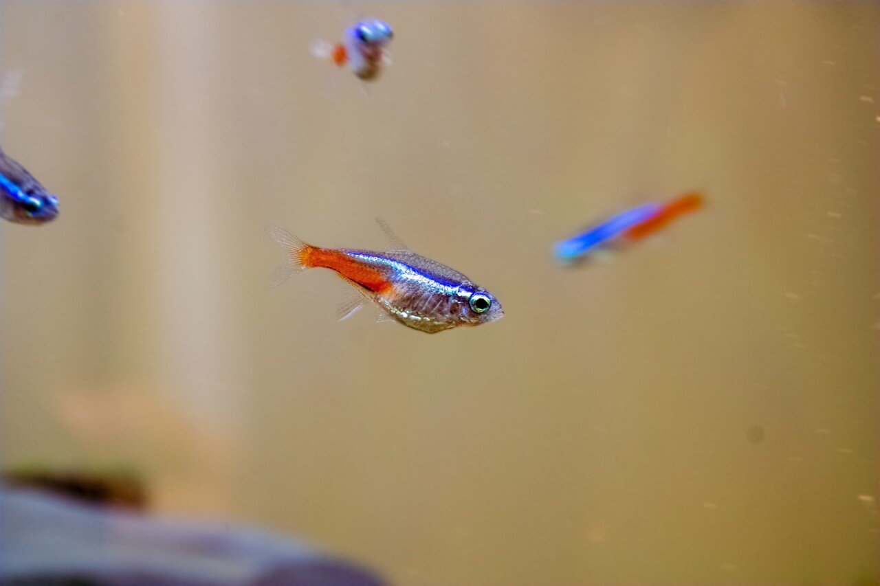 Trera Fish Are Tetras Tropical Fish? A Guide for Aquarium Beginners
