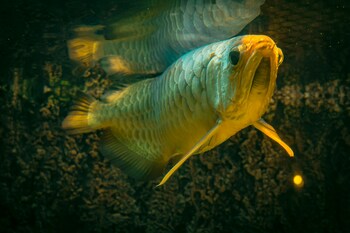 big and long arowana on water