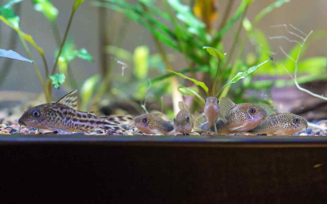 Can Corydoras Live With Goldfish? What Aquarium Keepers Should Know