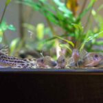 can corydoras live with goldfish